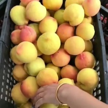 黄桃大量上市了，有要货的老板速度联系了，价格美丽得很
