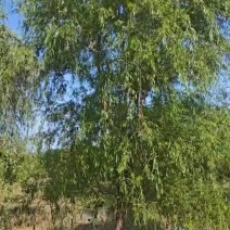 柳树青垂柳苗圃基地各种规格青垂柳大量供应