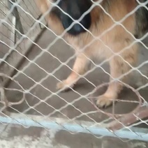 牧羊犬，金毛，拉布拉多