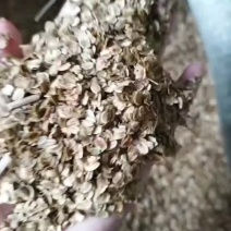 纯新二年白芷种子