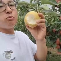 湖北梨翠冠黄花圆黄黄金秋月…品种全对接电商平台