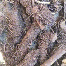 野生羌活