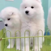 自家养殖比熊犬现货价格不高，全国可发
