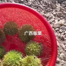 板栗球