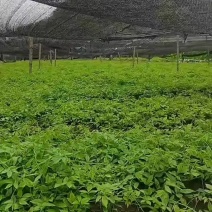 三叶青种苗