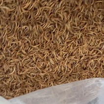 黄粉虫干面包虫干