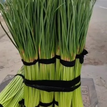 【精选】河南开封蒜苔-产地直发-品质保证-价格优惠