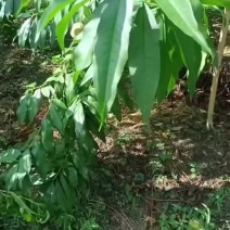 青桃（十月红桃）正在火热预订中，还有一星期六开园了，