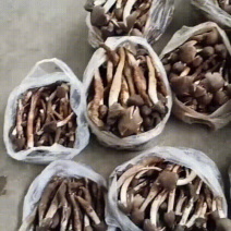 鸡纵菌