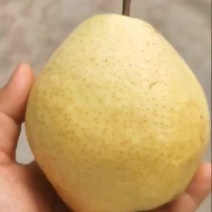干面梨