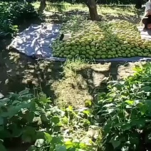 红香酥梨