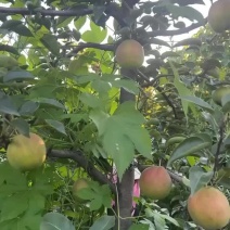 香梨七号