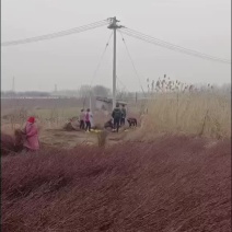 邳州市锋富园林绿化工程有限公司，常年出售各种规格桃树苗，
