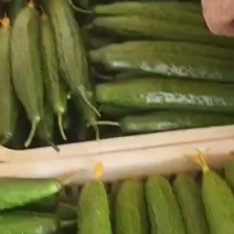 山东精品蜜刺黄瓜大量上市供应全国对接电商团购批发市场