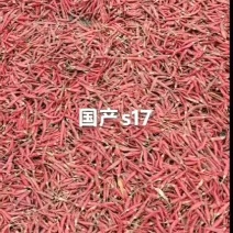 新疆阿拉尔新品优质小艳椒大量现货欢迎咨询