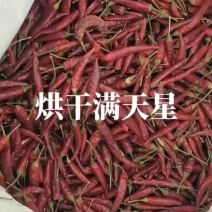 新疆阿克苏新品优质满天星大量现货，价格实惠，质量不错欢迎