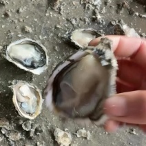 井州生蚝