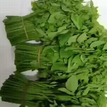 树仔菜益肝菜自产自销现摘现发一手货源