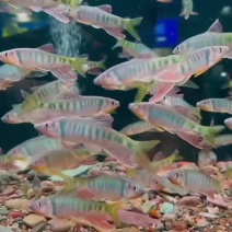 桃花鱼马口鱼