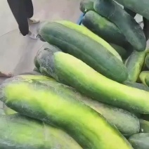 冬瓜黑皮冬瓜大量供应，各种规格，市场，工厂，电商，