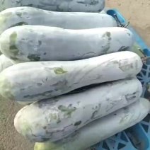吊冬瓜