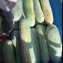 吊冬瓜