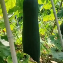 黑皮吊冬瓜