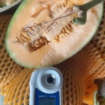 哈密瓜～西周蜜