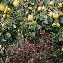 梨