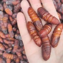 松虎蛹松蛹核桃蛹核桃虫松虎蛹子高蛋白低脂肪食用昆虫油炸