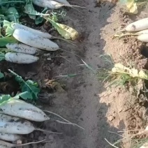 白萝卜地头起