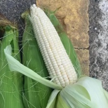 928甜糯玉米