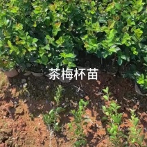苗圃直供常绿耐寒茶梅杯苗茶梅地苗茶梅扦插芽苗耐修剪易成活
