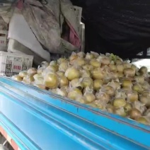 晚秋黄梨