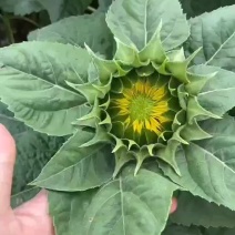 30亩绿心小太阳向日葵种植基地