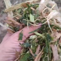 黄贮，打包黄储，散装黄贮。基地直发，可供，大型牛场。