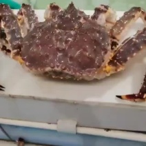 鲜活帝王蟹