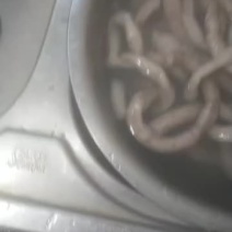 半成熟猪小肠