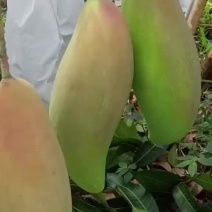 象牙芒四川攀枝花象牙芒光果象牙白袋象牙黄袋象牙