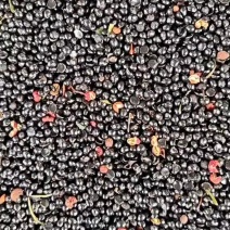 花椒籽陕西韩城精品花椒籽大量供应全国供货量大价优欢迎电联