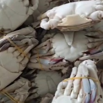 梭子蟹，各种规格，品质好，价格低，货源充足，欢迎咨询