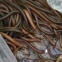 鳝鱼苗养殖，精品黄鳝苗批发全国送货上门，提供技术跟踪。