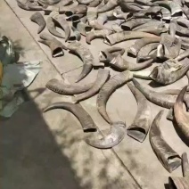 水牛角