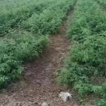 大马士革玫瑰花苗预定中