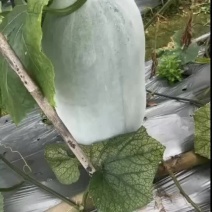 广东水桶冬瓜不内爆皮毛好大小均匀各种品种多有