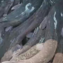 现货精品一手塘靚货三年以上正品埃及鱼
