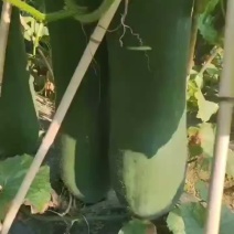 吊冬瓜
