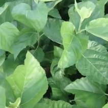 桑树苗