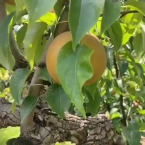 光果圆黄梨大量上市！欢迎全国各地的客商前来采购