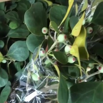 90菩提